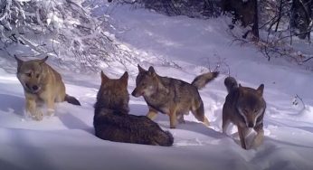 Uludağ’da Kurt Sürüsü Fotokapana Yakalandı