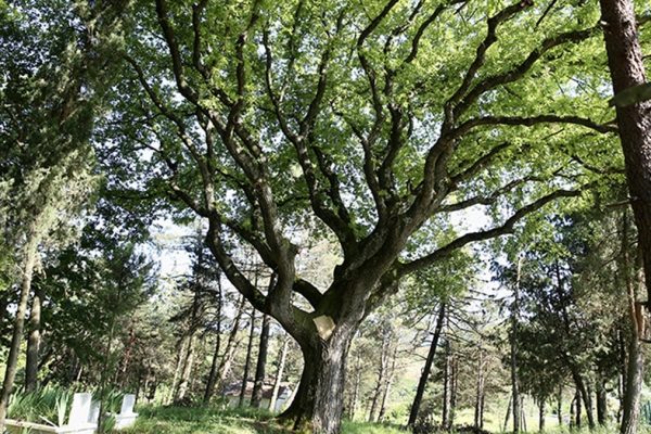Tarihin İzinde Ayakta Kalan Miras: Zamana Direnen Yapılar Yeniden İlgi Görüyor